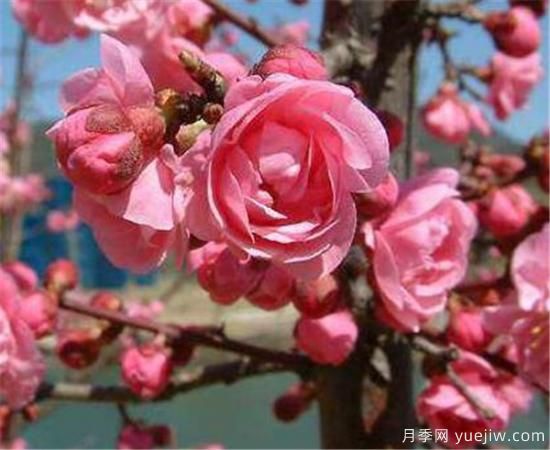 榆叶梅品种有哪些 哪种榆叶梅好看(图2) 榆叶梅品种有哪些 哪种榆叶梅好看(图2)