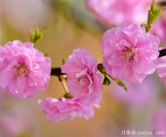 榆叶梅品种有哪些 哪种榆叶梅好看(图1) 榆叶梅品种有哪些 哪种榆叶梅好看(图1)