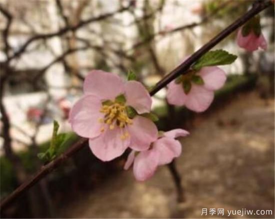 榆叶梅品种有哪些 哪种榆叶梅好看(图5) 榆叶梅品种有哪些 哪种榆叶梅好看(图5)
