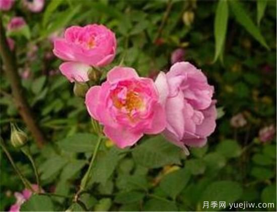 蔷薇花有哪些品种 蔷薇花有哪几种颜色(图2)