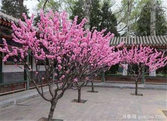 榆叶梅的繁殖方法有哪些 榆叶梅种植管理要点(图2)