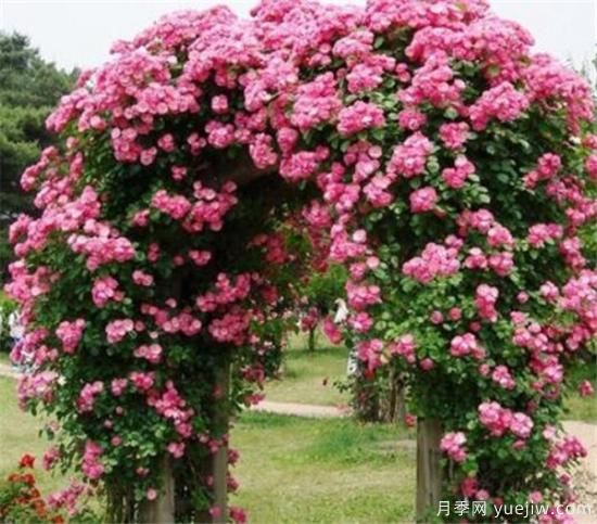 蔷薇花苗的近期价格是多少 2020年蔷薇树最新报价(图3)