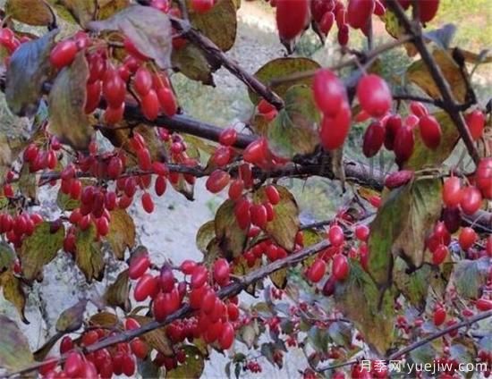 山茱萸和吴茱萸的区别 山茱萸泡水喝的功效(图3)