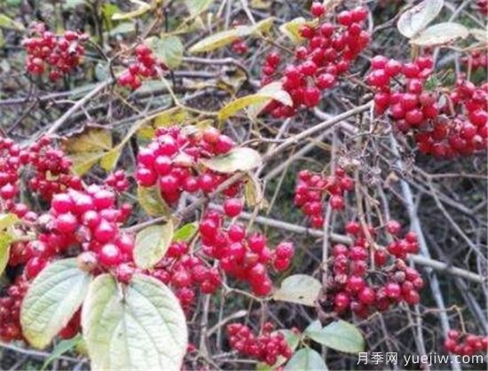 山茱萸和吴茱萸的区别 山茱萸泡水喝的功效(图1)