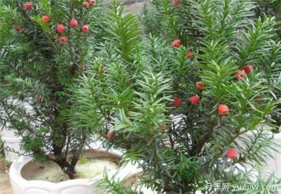 红豆杉花期花语寓意 红豆杉的功效价值有哪些(图2) 红豆杉花期花语寓意 红豆杉的功效价值有哪些(图2)