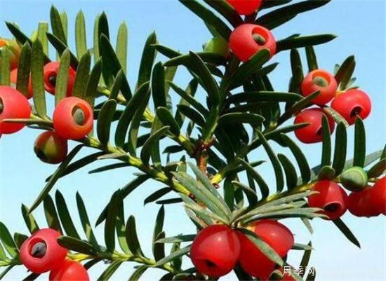 红豆杉产地是哪里的 如何选购红豆杉种苗(图3)