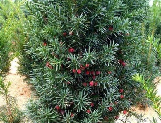 红豆杉种植方法有哪些 红豆杉怎么养比较好(图3)