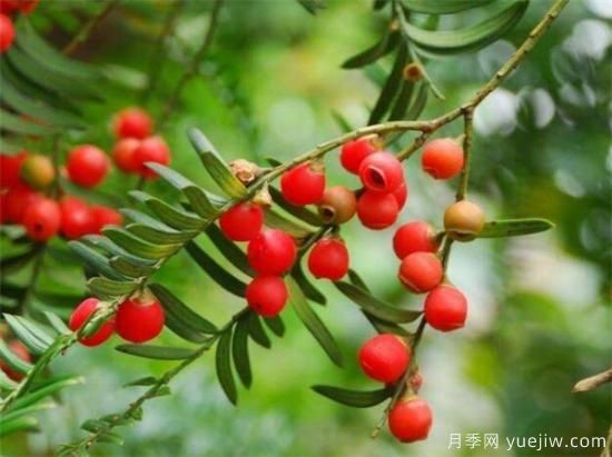 红豆杉种植方法有哪些 红豆杉怎么养比较好(图2)