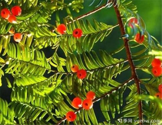 红豆杉产地是哪里的 如何选购红豆杉种苗(图1)