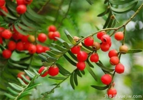 红豆杉盆景制作方法 红豆杉的养殖方法和注意事项(图3)