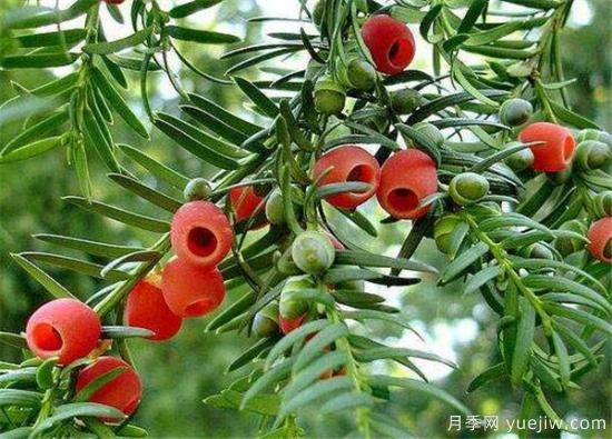 红豆杉近期价格表 10到15公分红豆杉近期报价(图3) 红豆杉近期价格表 10到15公分红豆杉近期报价(图3)