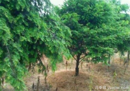 红豆杉近期价格表 10到15公分红豆杉近期报价(图1) 红豆杉近期价格表 10到15公分红豆杉近期报价(图1)