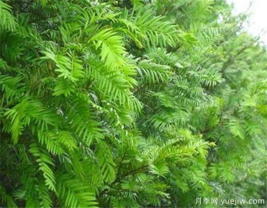 红豆杉盆景制作方法 红豆杉的养殖方法和注意事项(图1)