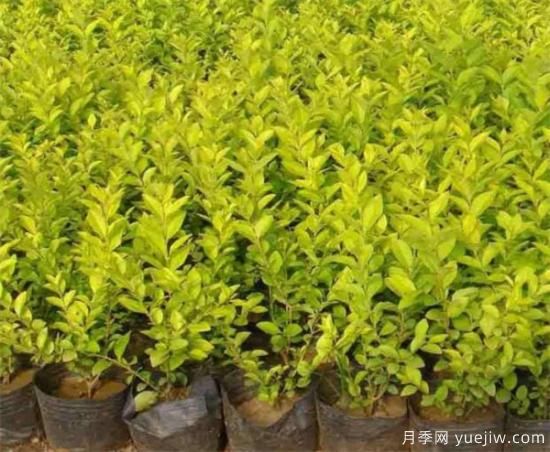 金叶女贞几月份修剪 金叶女贞修剪注意事项(图2) 金叶女贞几月份修剪 金叶女贞修剪注意事项(图2)