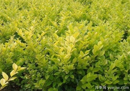 金叶女贞几月份修剪 金叶女贞修剪注意事项(图1) 金叶女贞几月份修剪 金叶女贞修剪注意事项(图1)