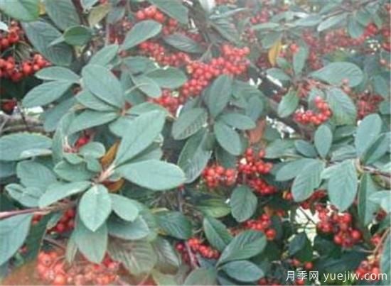 红豆树的木材价格贵不贵 红豆树木材有什么作用(图1) 红豆树的木材价格贵不贵 红豆树木材有什么作用(图1)