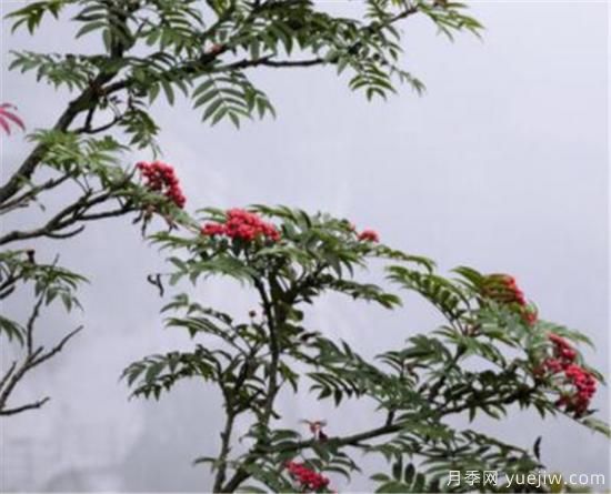 红豆树的木材价格贵不贵 红豆树木材有什么作用(图2) 红豆树的木材价格贵不贵 红豆树木材有什么作用(图2)