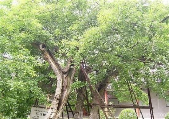 红豆树的木材价格贵不贵 红豆树木材有什么作用(图3) 红豆树的木材价格贵不贵 红豆树木材有什么作用(图3)