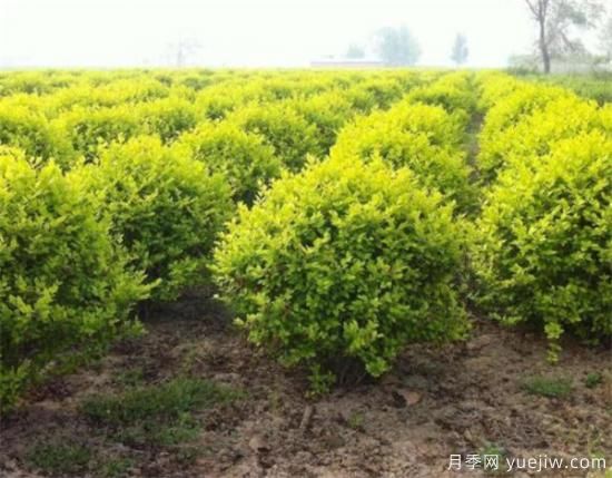 金叶女贞几月份修剪 金叶女贞修剪注意事项(图3) 金叶女贞几月份修剪 金叶女贞修剪注意事项(图3)