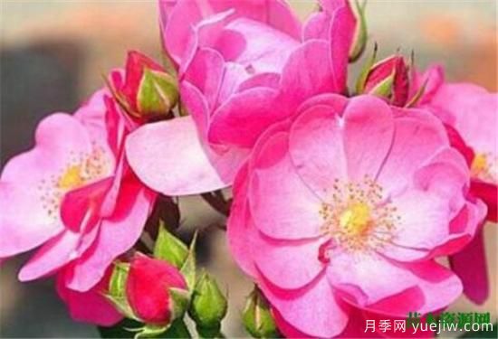 藤本月季哪个品种好 藤蔓月季耐寒吗怎么养(图1) 藤本月季哪个品种好 藤蔓月季耐寒吗怎么养(图1)