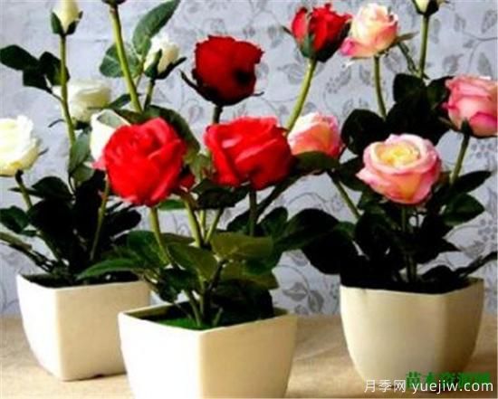 微型月季什么品种最好 微型月季为什么很容易养死(图3)