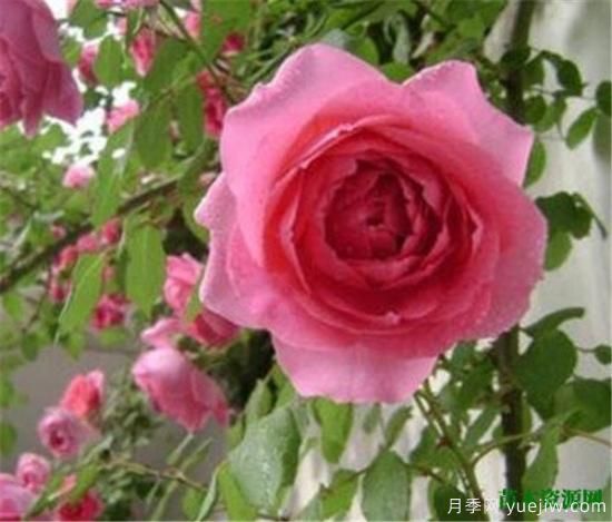 藤本月季哪个品种好 藤蔓月季耐寒吗怎么养(图2) 藤本月季哪个品种好 藤蔓月季耐寒吗怎么养(图2)