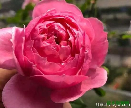 微型月季什么品种最好 微型月季为什么很容易养死(图2)