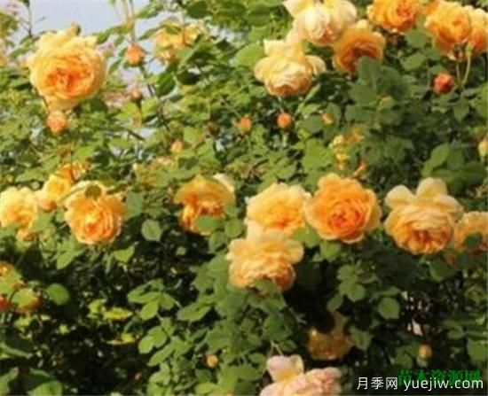 藤本月季哪个品种好 藤蔓月季耐寒吗怎么养(图3) 藤本月季哪个品种好 藤蔓月季耐寒吗怎么养(图3)