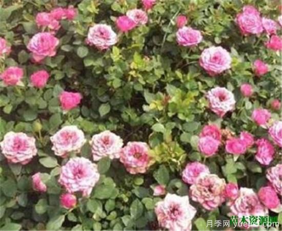 微型月季什么品种最好 微型月季为什么很容易养死(图1)