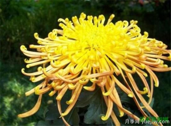 中国国花是什么 哪些是代表中国的花(图8) 中国国花是什么 哪些是代表中国的花(图8)