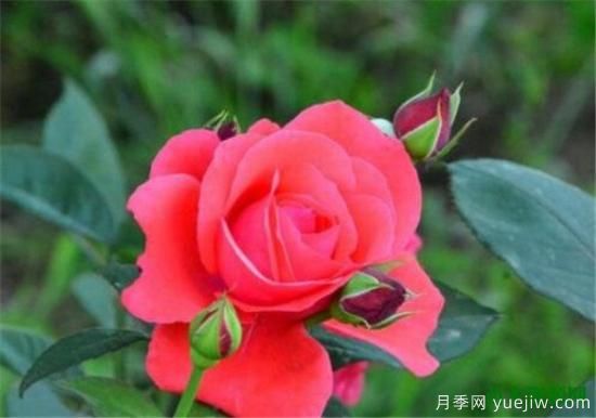 中国国花是什么 哪些是代表中国的花(图6) 中国国花是什么 哪些是代表中国的花(图6)