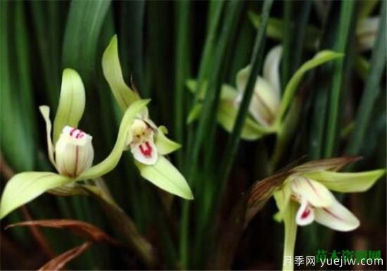 中国国花是什么 哪些是代表中国的花(图7) 中国国花是什么 哪些是代表中国的花(图7)