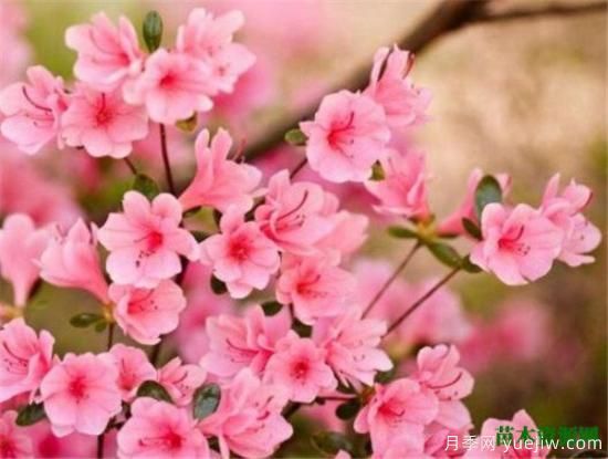 中国国花是什么 哪些是代表中国的花(图5) 中国国花是什么 哪些是代表中国的花(图5)