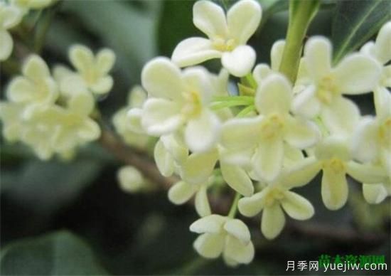 中国国花是什么 哪些是代表中国的花(图2) 中国国花是什么 哪些是代表中国的花(图2)