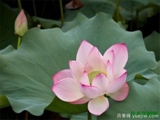 中国国花是什么 哪些是代表中国的花(图3) 中国国花是什么 哪些是代表中国的花(图3)