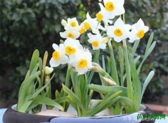 中国国花是什么 哪些是代表中国的花(图1) 中国国花是什么 哪些是代表中国的花(图1)