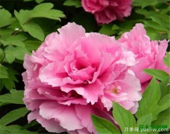 中国国花是什么 哪些是代表中国的花(图9) 中国国花是什么 哪些是代表中国的花(图9)