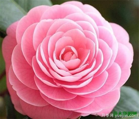 中国国花是什么 哪些是代表中国的花(图4) 中国国花是什么 哪些是代表中国的花(图4)