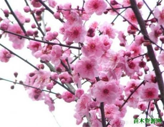 中国国花是什么 哪些是代表中国的花(图10) 中国国花是什么 哪些是代表中国的花(图10)