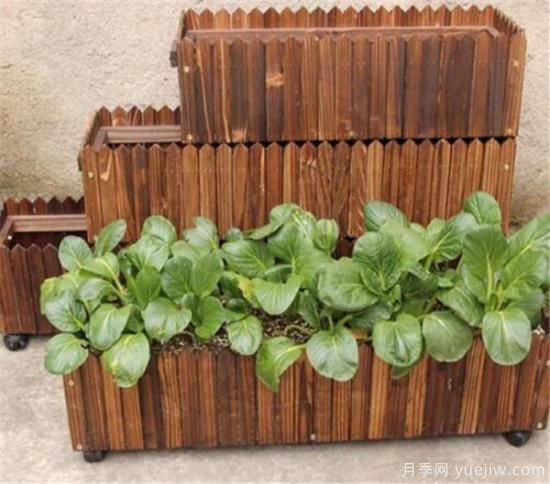 防腐木花盆优缺点 防腐木花盆养花好吗(图3) 防腐木花盆优缺点 防腐木花盆养花好吗(图3)