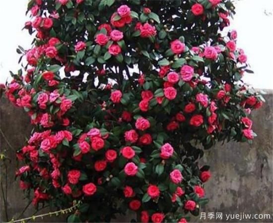 最耐阴耐寒的十大花卉 耐寒的庭院树木有哪些(图3)