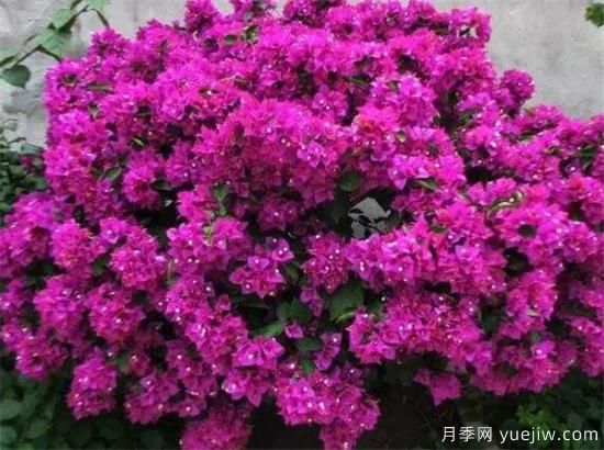 三角梅的养殖方法和开花时间 三角梅产地(图3) 三角梅的养殖方法和开花时间 三角梅产地(图3)