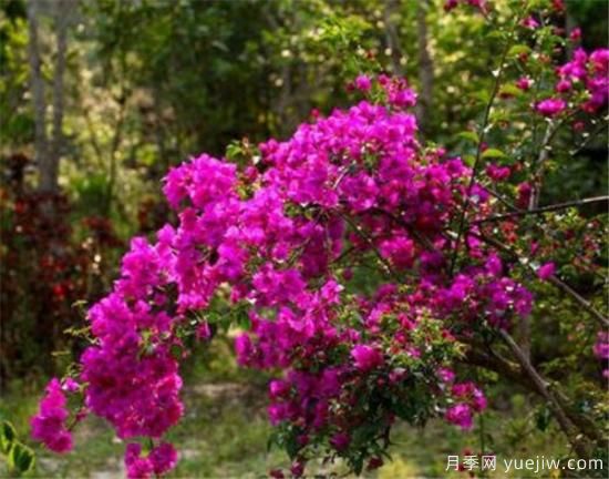 三角梅的养殖方法和开花时间 三角梅产地(图1) 三角梅的养殖方法和开花时间 三角梅产地(图1)