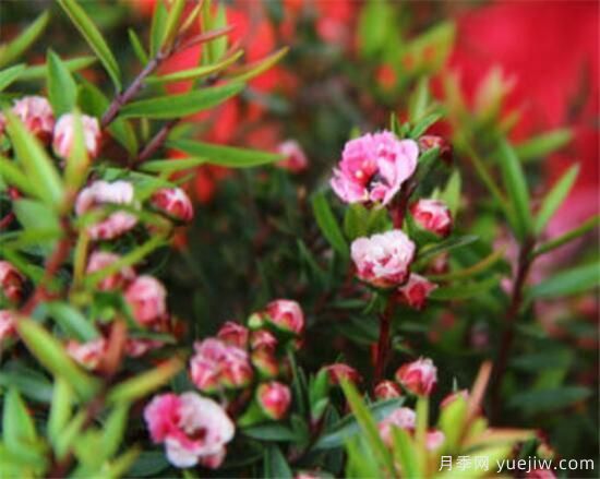 最耐阴耐寒的十大花卉 耐寒的庭院树木有哪些(图1)