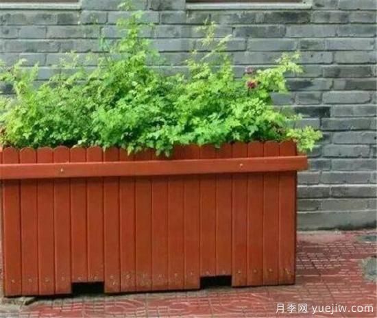 防腐木花盆优缺点 防腐木花盆养花好吗(图2) 防腐木花盆优缺点 防腐木花盆养花好吗(图2)
