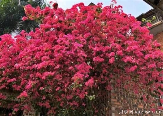 三角梅的养殖方法和开花时间 三角梅产地(图2) 三角梅的养殖方法和开花时间 三角梅产地(图2)