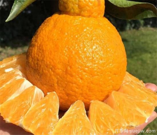 不知火是什么水果 不知火柑和耙耙柑区别(图1) 不知火是什么水果 不知火柑和耙耙柑区别(图1)