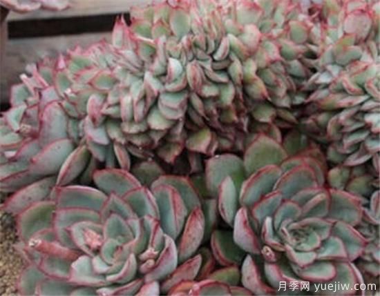 多肉的养殖方法和浇水技巧 多肉浇水多了怎么补救(图1) 多肉的养殖方法和浇水技巧 多肉浇水多了怎么补救(图1)