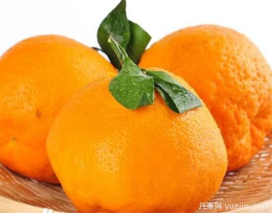 不知火是什么水果 不知火柑和耙耙柑区别(图3) 不知火是什么水果 不知火柑和耙耙柑区别(图3)