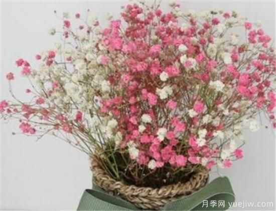 干花插花要不要放水 叶脉干花制作工艺(图3) 干花插花要不要放水 叶脉干花制作工艺(图3)